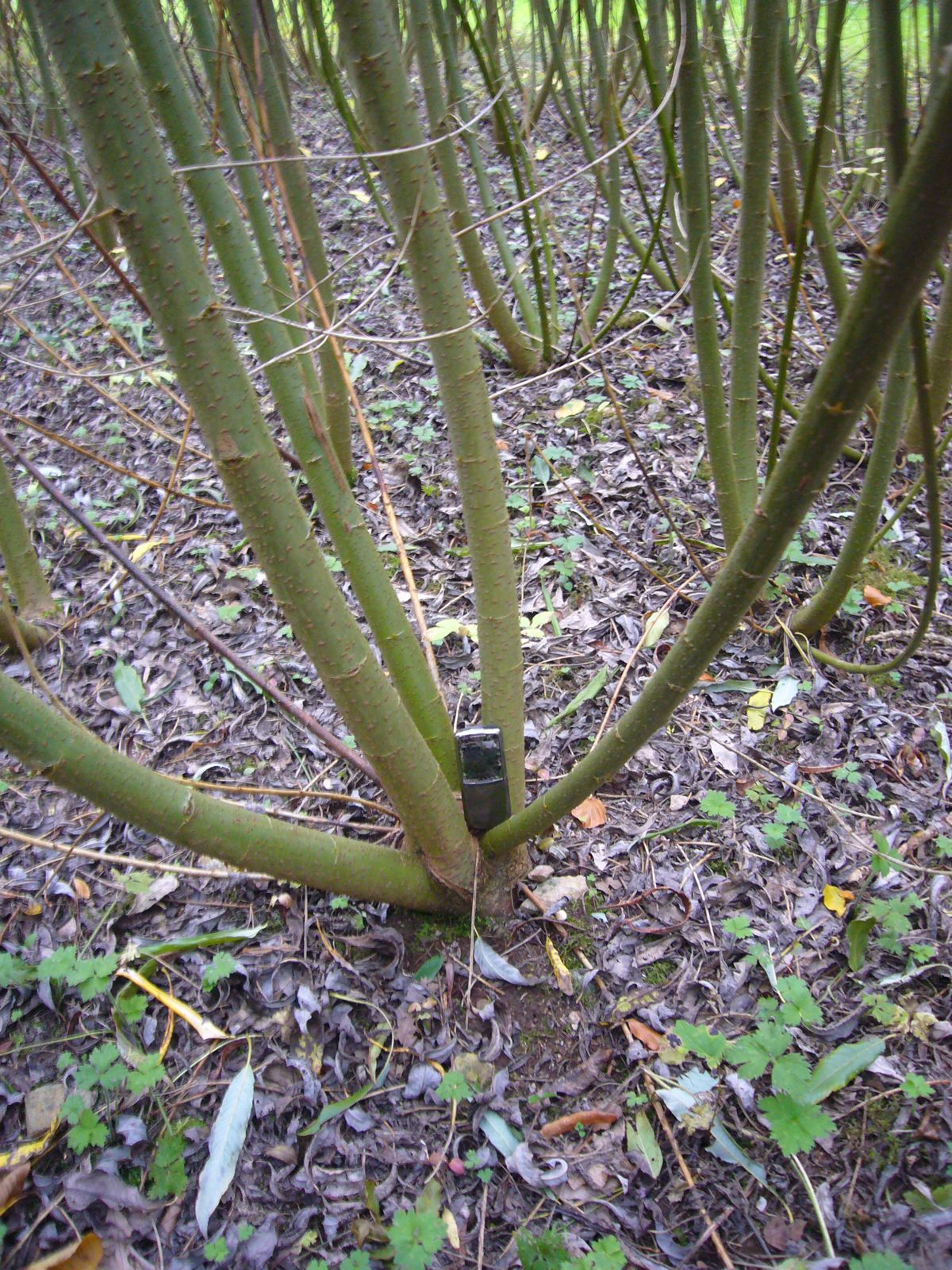 Замість дорогого газу. Як верба може врятувати громади від холоду взимку